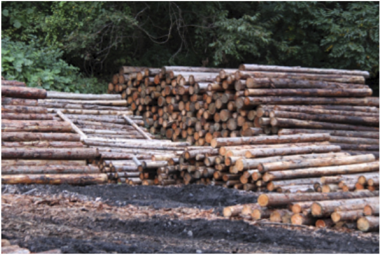 FSCの森から切りだされた木材は大切な「森林資源」。有効に使いたい！