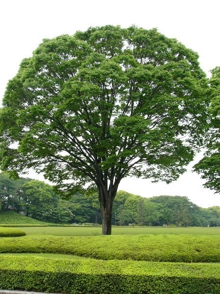 【第2回】身近な樹木「ケヤキ」の話|FSC応援プロジェクト