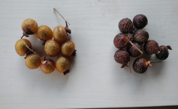 ムクロジの果実（左：当年　右：2年保存）