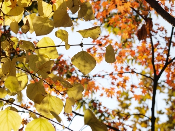 第15回 秋の黄葉が美しい カツラ の話 Fsc応援プロジェクト