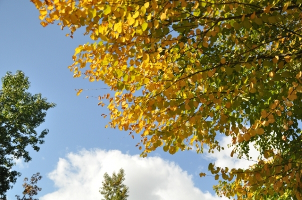 第15回 秋の黄葉が美しい カツラ の話 Fsc応援プロジェクト