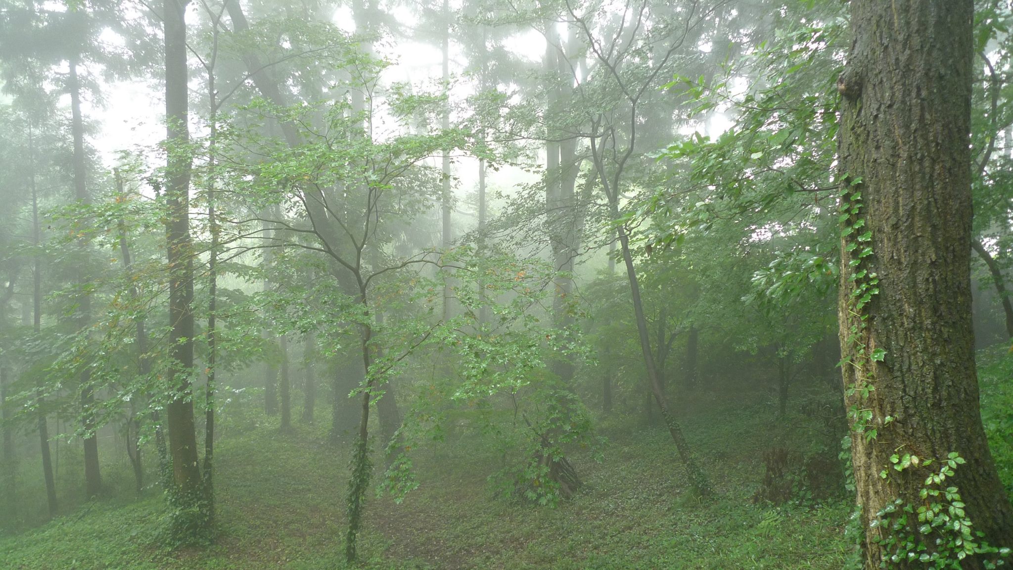 雨の 森 _ 和歌山県陶芸体験 | 森林公園雨の森 展望台 和歌山県海南市の夜景 – WNUBG
