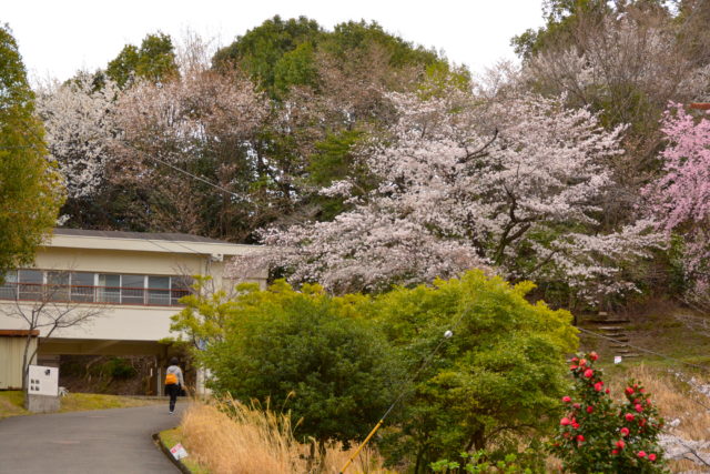 向日町桜の園
